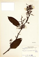 藏品(虎杖(黃藥子))的圖片